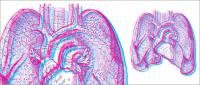 Anatomical illustrations of the human lungs and heart.